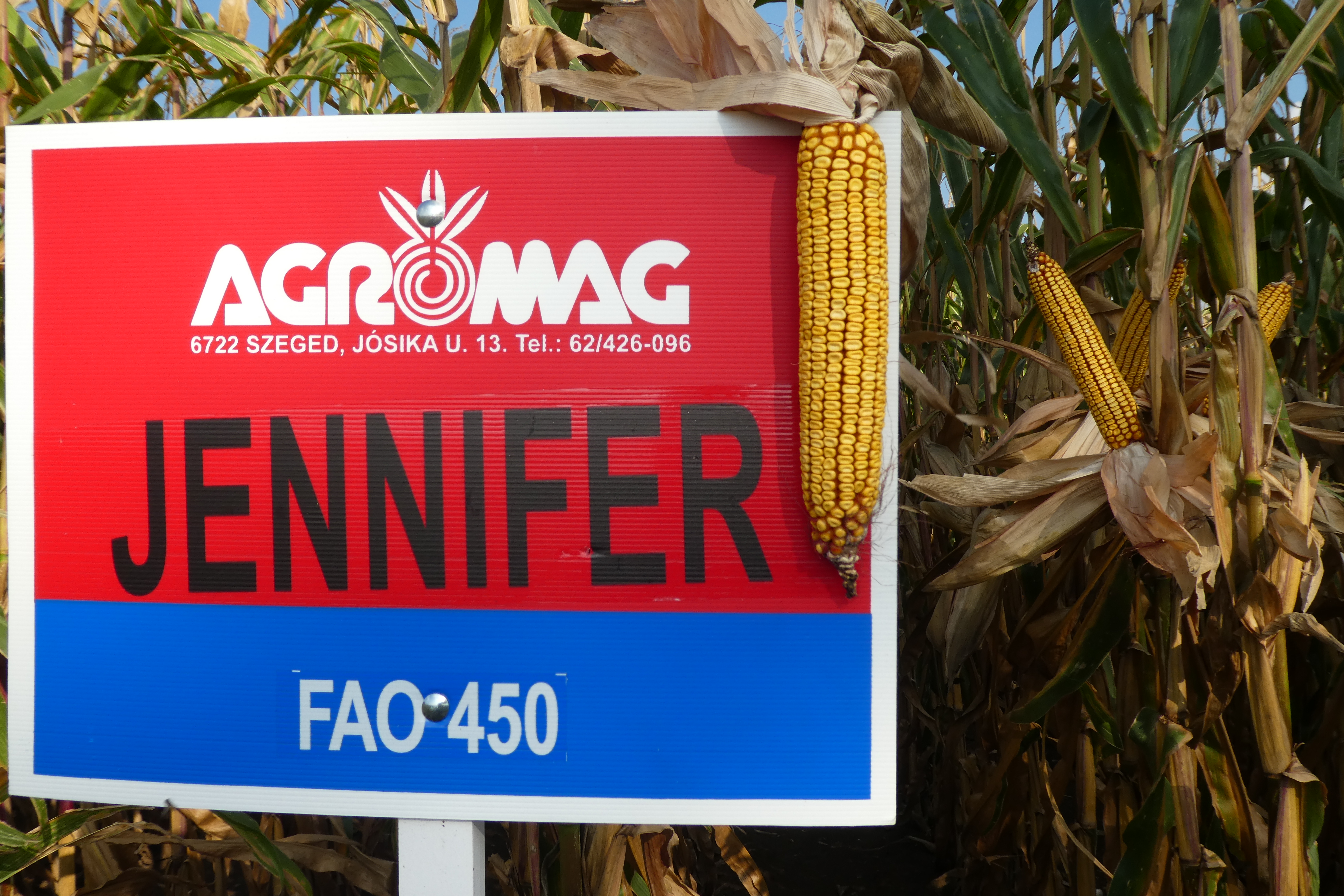 Jennifer (FAO 450)