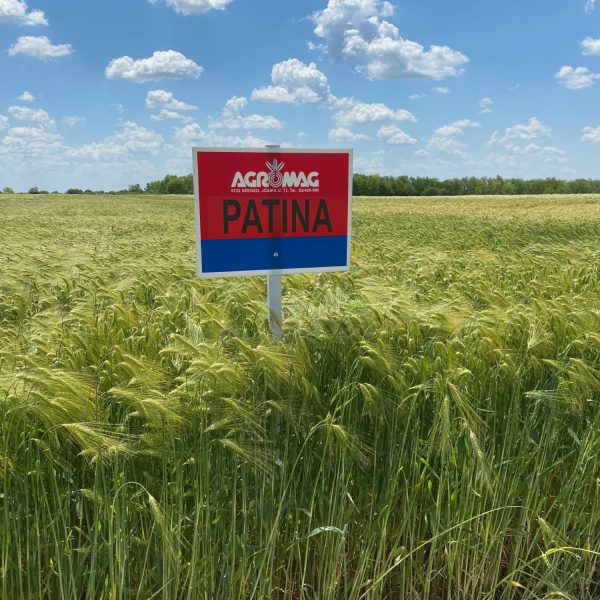 Patina_arpa