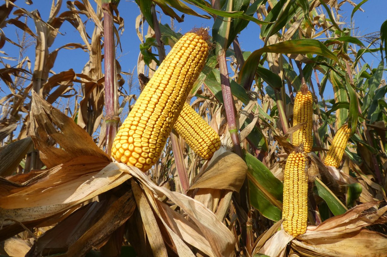 Csúcstermésre képes Agromag kukoricák