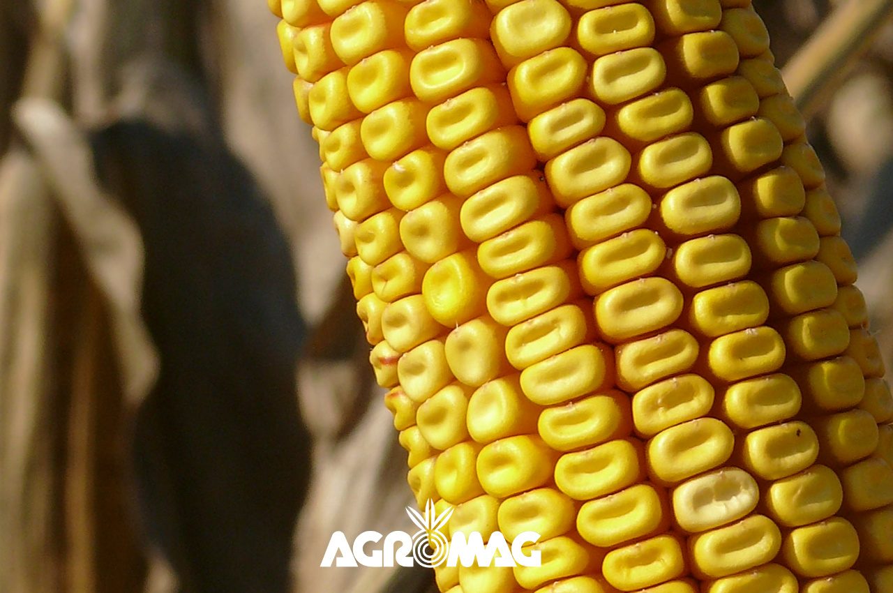 Agromag - korai kukoricák