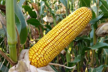 középérésű kukorica vetőmag