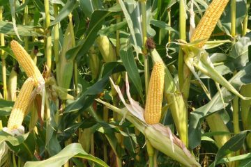 Cenzus FAO 300-320 korai kukorica vetőmag