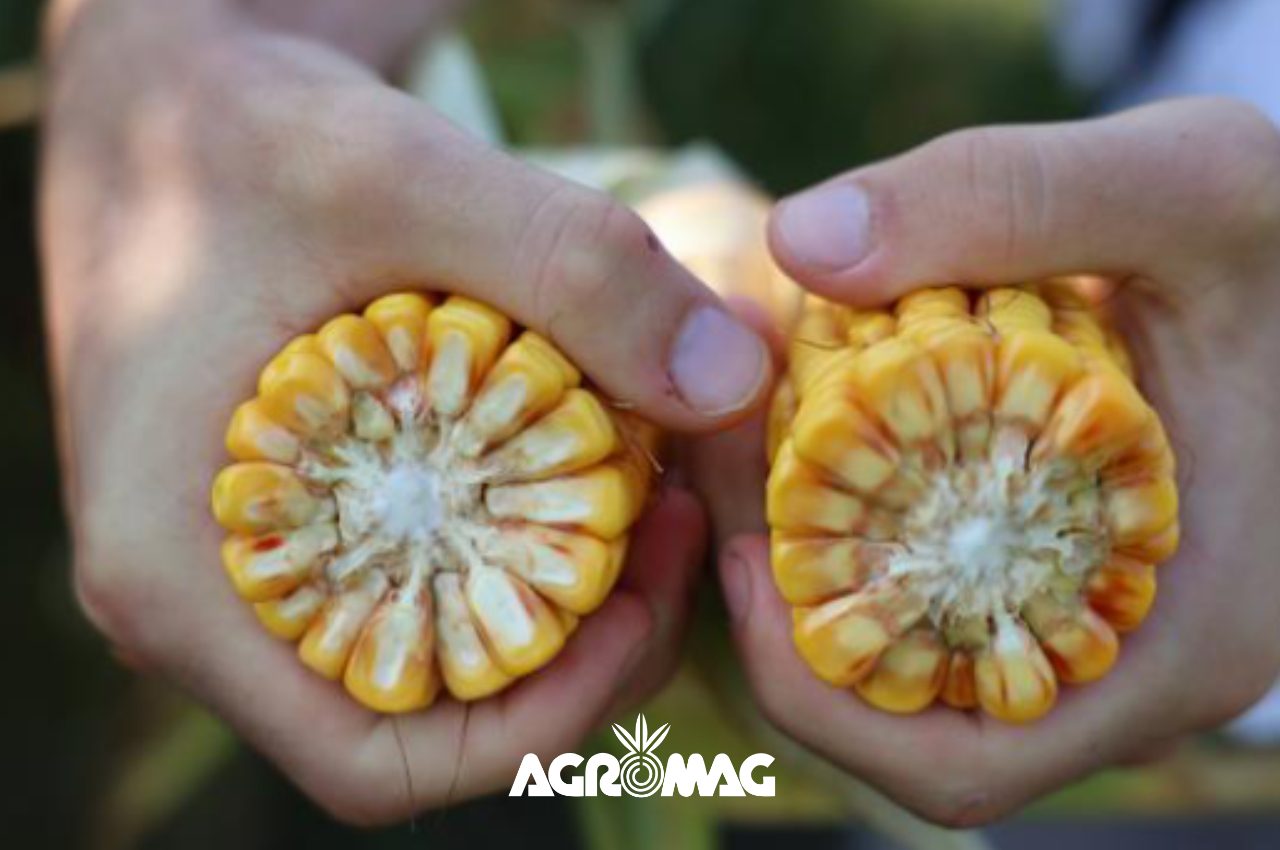 Agromag-Milyen kukoricát vessek